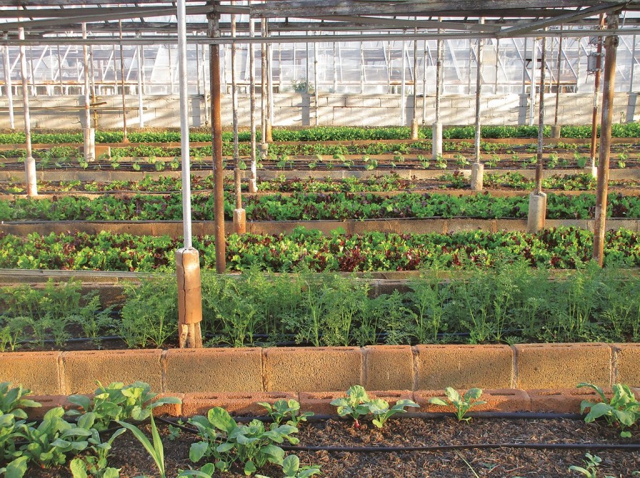 Organic Farming | Detailed Blogs | MD BIOCOALS